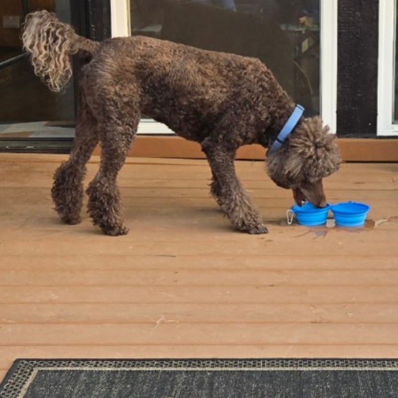 5" AAB Blue Collapsible Silicone Travel Pet Bowl W/ Carabiner Clip | 1 Count