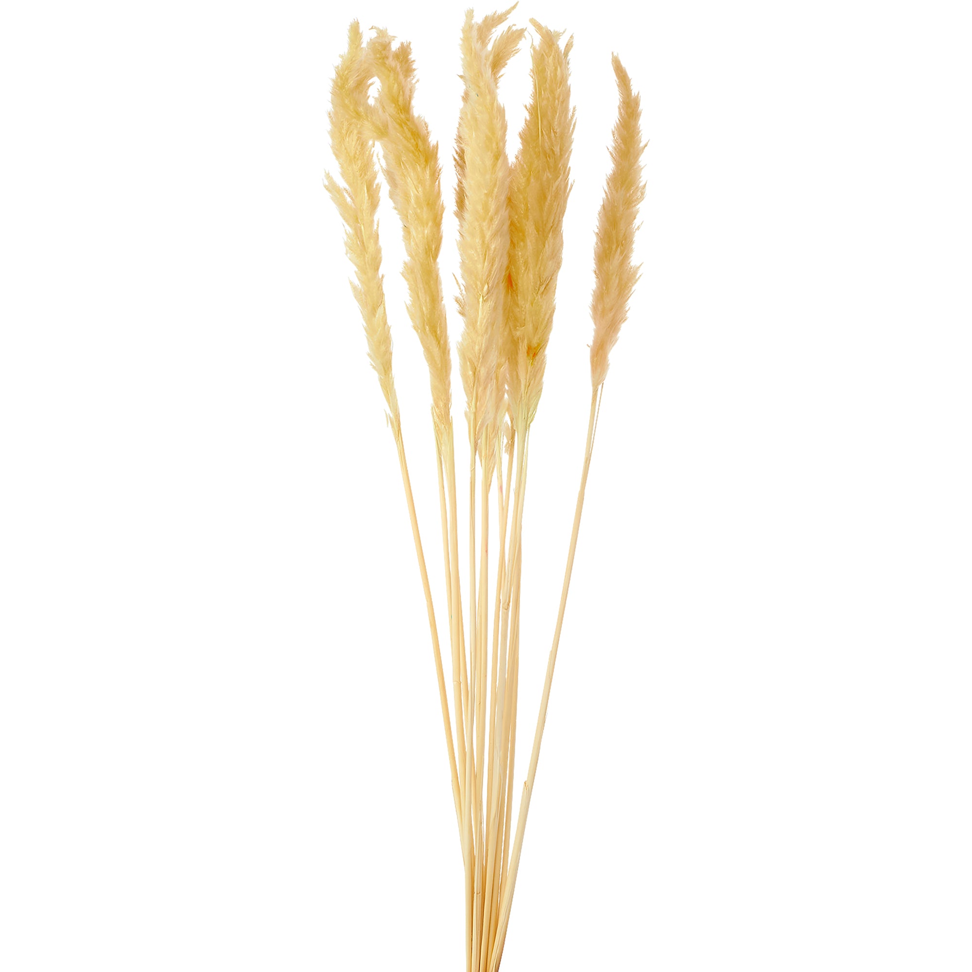 24" Natural Dry Artificial Pampas Grass | 10 Count