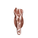 Calla Boutonniere Vine Imán - Soporte Boutonniere