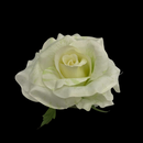 4" Floating Rose Flower 3 ct.