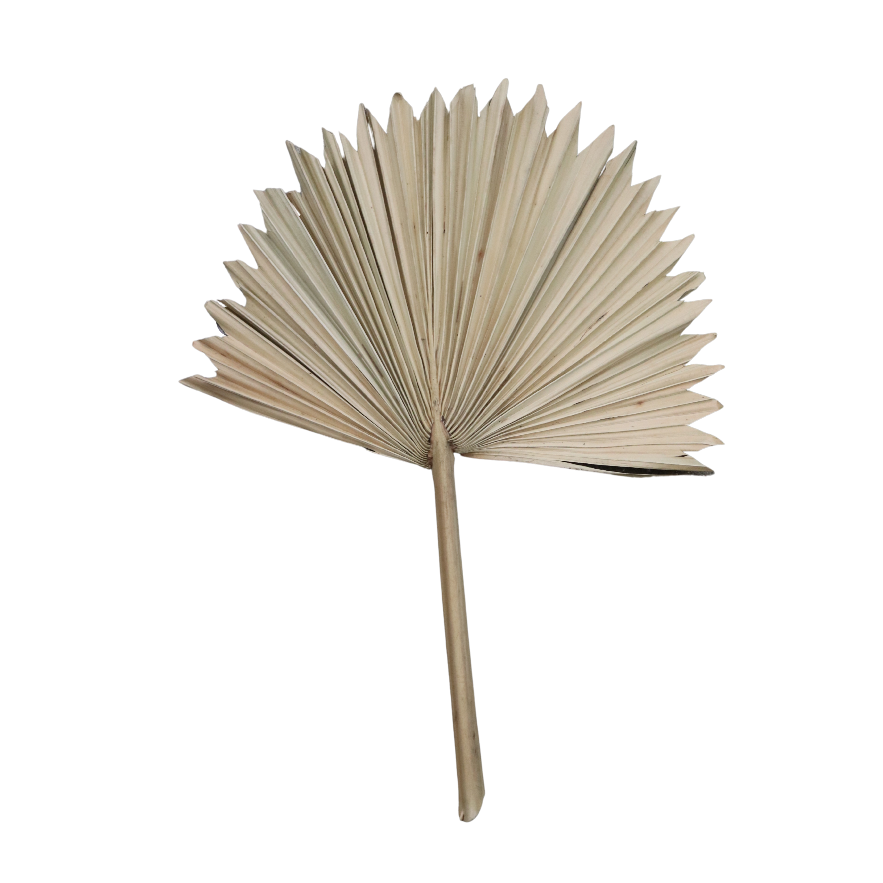 14" Dried Sun Palm Artificial Leaf | 2 Count