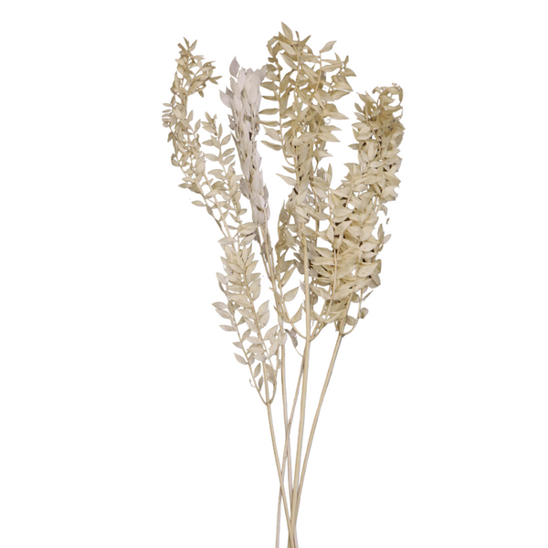 Hoja de Ruscus conservada de 25" | Bolsa preempaquetada