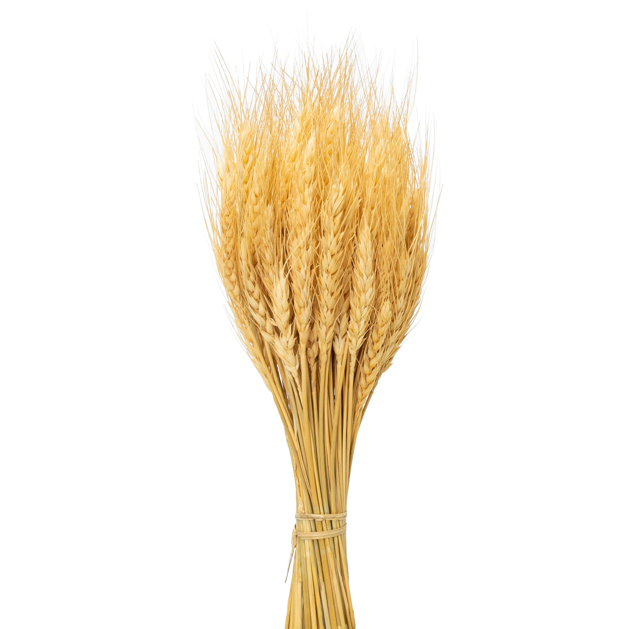 Artificial Natural Preserved Wheat Stalks | 1 Bundle