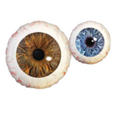 18" Creepy Eyeball - 2 Sided (P13) | Buy 5 Or More Save 20%