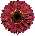 20" Flower Foil Balloon