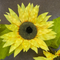 86" Artificial Jumbo Sunflower Cane Garland