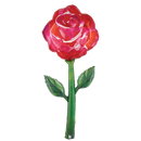64" Fresh Picks Watercolor Rose Foil Balloon (P15) | Stands Over 5 Feet Tall!