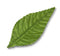 Corsage Leaves - Satin Wired Floral Design Leaves | 100 Count